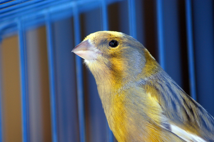 Canario en una jaula azul